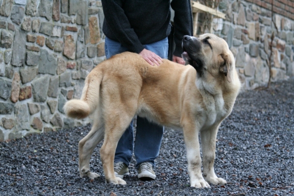 Male: Farruco de Fuente-Alcántara 7 months
(Pury de Valdejera x Mayoral de Hazas de Cesto)
Keywords: alcantara