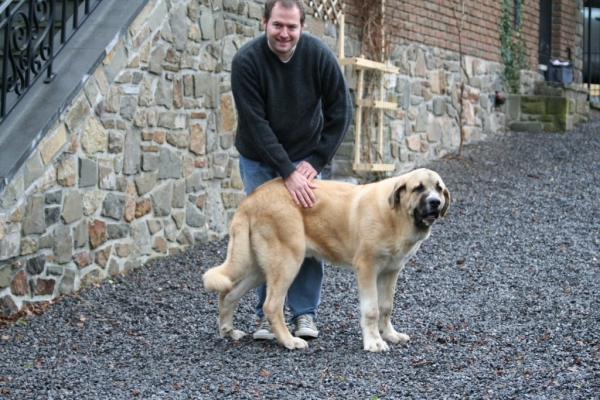 Male: Farruco de Fuente-Alcántara 7 months
(Pury de Valdejera x Mayoral de Hazas de Cesto)
Keywords: alcantara Fuente-AlcÃ¡ntara Belgica