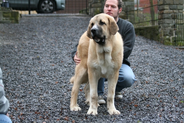 Male: Farruco de Fuente-Alcántara 7 meses - 7 months
(Pury de Valdejera x Mayoral de Hazas de Cesto)
Keywords: alcantara Fuente-AlcÃ¡ntara Belgica