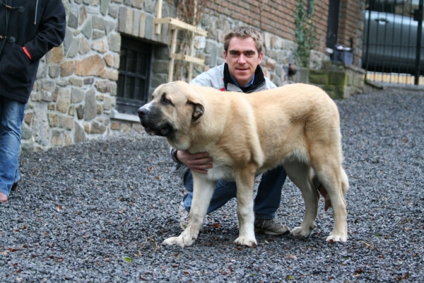 Male: Farruco de Fuente-Alcantara 7 months - 7 meses
(Pury de Valdejera x Mayoral de Hazas de Cesto)
Keywords: puppybelgium Fuente-AlcÃ¡ntara Belgica