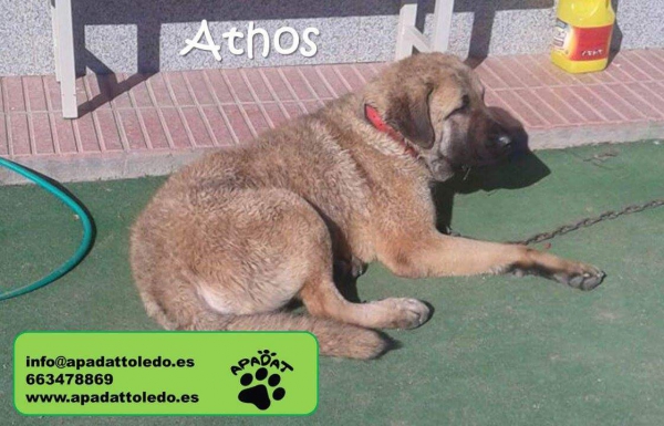 Mastín español en adopción
Athos, Mastín español en adopción, se entregará esterilizado, con contrato de adopcion y con cartilla, desparasitaciones y vacunas al día. Protectora Apadat Toledo 
Contacto: info@apadattoledo.es 
Keywords: Apadat Toledo