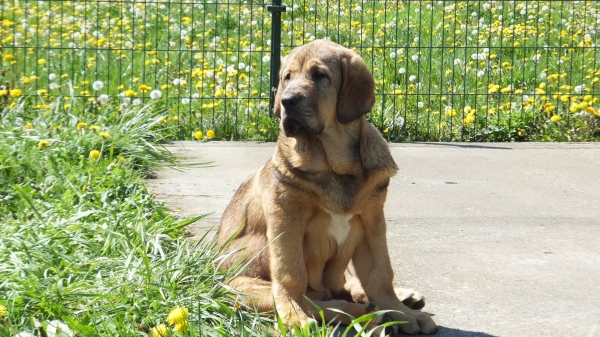 Fanegas de Anaise, 3 meses. ( Primavera )
Keywords: puppyspain anaise