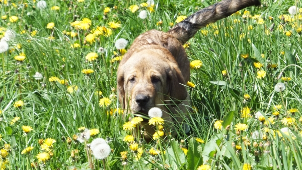 Fanegas de Anaise, 3 meses. ( Primavera )
Keywords: puppyspain anaise