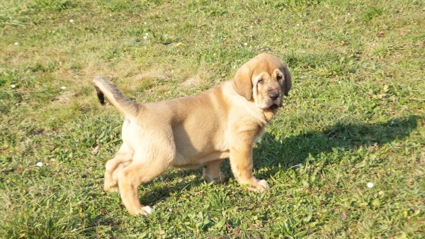 Fanegas de Anaise
Keywords: puppyspain anaise