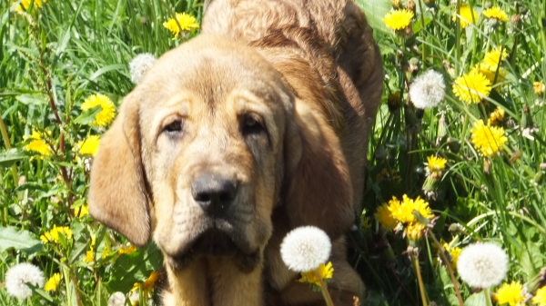 Fanegas de Anaise, 3 meses. ( Primavera )
Keywords: puppyspain anaise