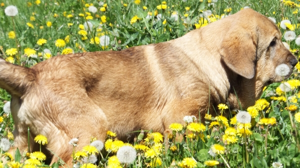 Fanegas de Anaise, 3 meses. ( Primavera )
Keywords: puppyspain anaise