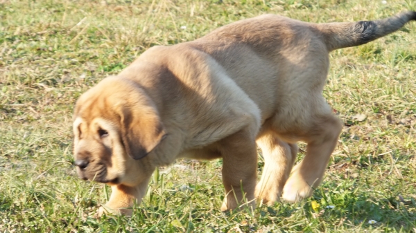 Fanegas de Anaise
Keywords: puppyspain anaise