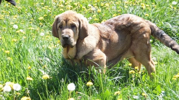 Fanegas de Anaise, 3 meses. ( Primavera )
Keywords: puppyspain anaise