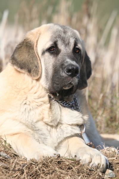 Farruca de Fuente-Alcántara Oct 2006
(Pury de Valdejera x Mayoral de Hazas de Cesto) 
Born - Nacida:  29/05/2006
Keywords: puppybelgium Fuente-Alcantara Belgica