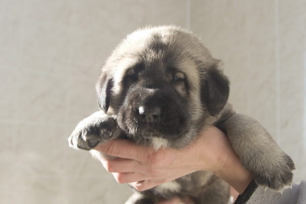 Female puppy from Madridsky Dvor - 4 weeks old
(Iglesias Tornado Erben x Komtesa Sofie Tornado Erben)
Keywords: cortedemadrid