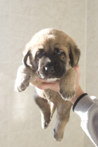 Female puppy from Madridsky Dvor - 4 weeks old
(Iglesias Tornado Erben x Komtesa Sofie Tornado Erben)
Keywords: cortedemadrid