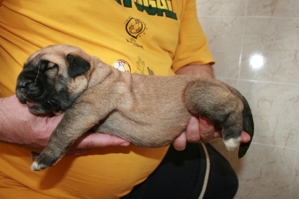 Daughter of Neron and Sofie 7 days 
Neron de Filandon x Komtesa Sofie Tornado Erben
12.04.2008 

Keywords: puppyrussia cortedemadrid