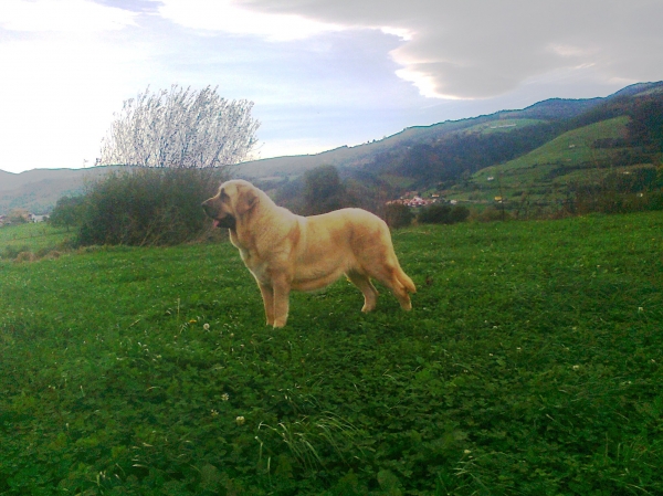 Bohemia 16 meses, en su finca - afijo toranzo
Bohemia 16 meses, en su finca
Keywords: toranzo