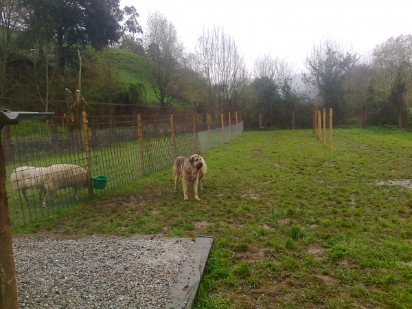 Dani de Toranzo 20 meses
Dani de toranzo, perro muy joven con mucha talla excelente ganadero
Keywords: flock toranzo