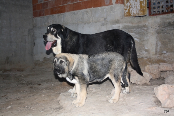 Salat de la Mesta y Navarro de babia 
