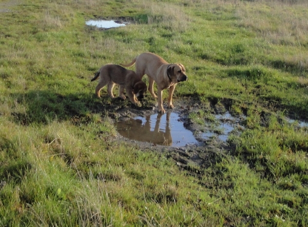 Frida and our Fila Brasileiro (Ronja)
Keywords: freke