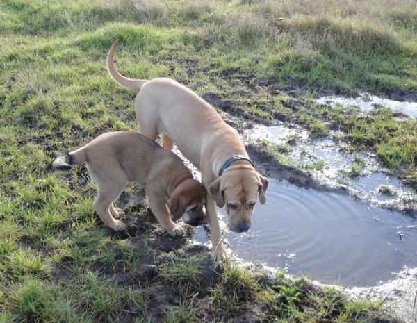 Frida and Fila Brasileiro (Ronja)
Keywords: freke pet