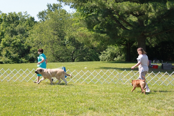 Garden State Classic-KC-USA Dog Shows  June 2-3 2012
Keywords: 2012 norma pacino tatyana niro brando