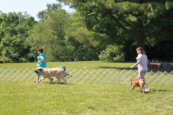 Garden State Classic-KC-USA Dog Shows  June 2-3 2012
Keywords: 2012 norma pacino tatyana niro brando