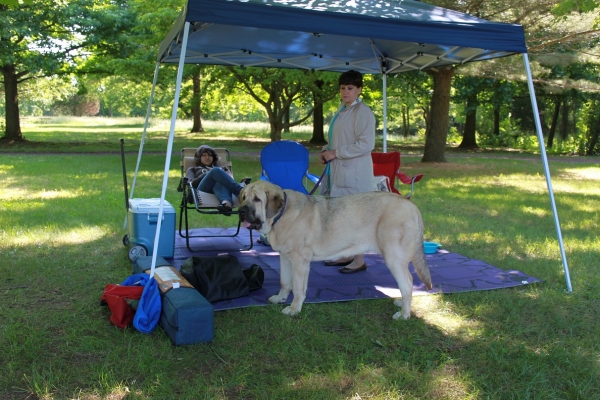 Garden State Classic-KC-USA Dog Shows  June 2-3 2012 
Keywords: 2012 norma pacino tatyana niro brando