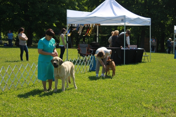 Garden State Classic-KC-USA Dog Shows  June 2-3 2012
Keywords: 2012 norma pacino tatyana de niro brando