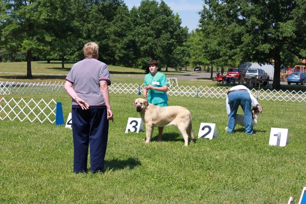 Garden State Classic-KC-USA Dog Show  June 2-3 2012
Keywords: 2012 norma pacino tatyana de niro brando