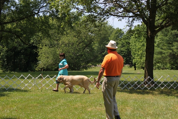 Garden State Classic-KC-USA Dog Shows  June 2-3 2012
Ключови думи: 2012 norma pacino tatyana de niro brando