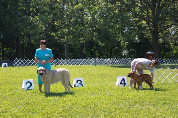 Garden State Classic-KC-USA Dog Shows  June 2-3 2012
Keywords: 2012 norma pacino tatyana de niro brando