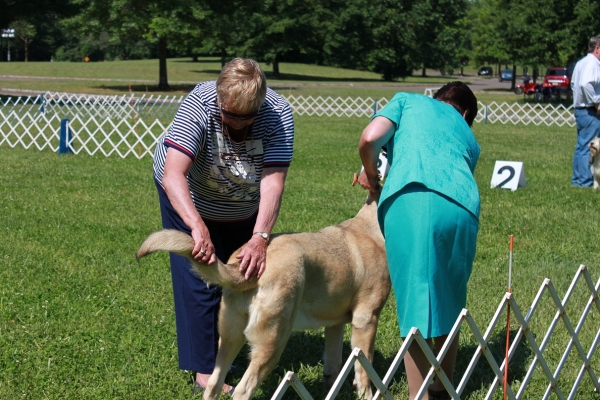 Garden State Classic-KC-USA Dog Show  June 2-3 2012
Keywords: 2012 norma pacino tatyana de niro brando