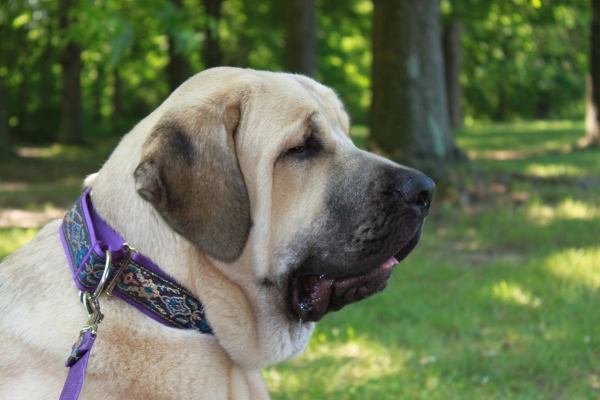 Garden State Classic-KC-USA Dog Show  June 2-3 2012
Keywords: 2012 norma pacino tatyana niro brando