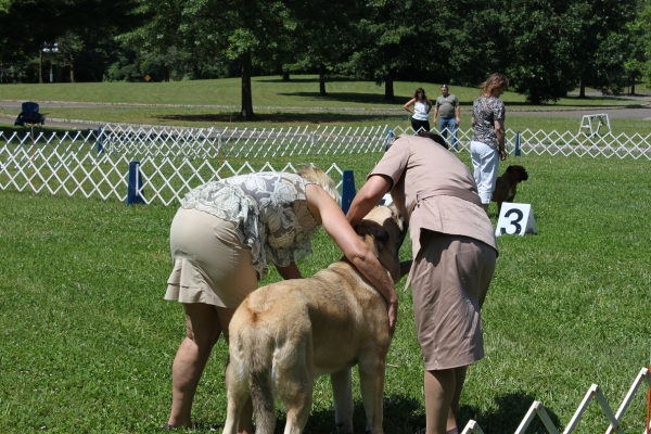 Garden State Classic-KC-USA Dog Show  June 2-3 2012
Keywords: 2012 norma pacino tatyana de niro brando