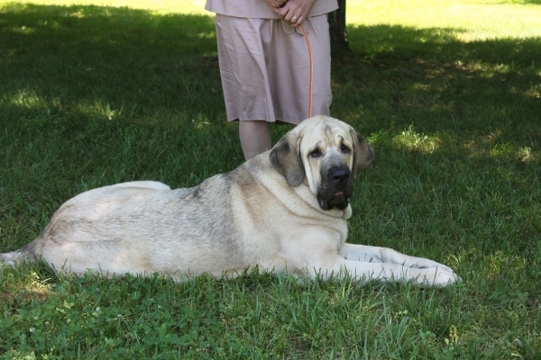 Garden State Classic-KC-USA Dog Show  June 2-3 2012
Keywords: 2012 norma pacino tatyana niro brando