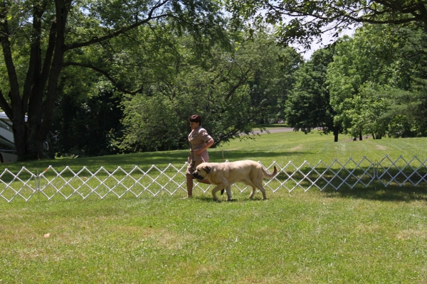 Garden State Classic-KC-USA Dog Show  June 2-3 2012
Keywords: 2012 norma pacino tatyana de niro brando