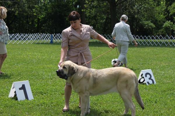 Garden State Classic-KC-USA Dog Show  June 2-3 2012
Keywords: 2012 norma pacino tatyana de niro brando