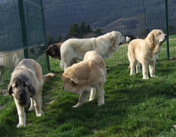  GRUPO DE CACHORROS  
DUELOS Y QUEBRANTOS CACHORROS
Keywords: DUELOS Y QUEBRANTOS