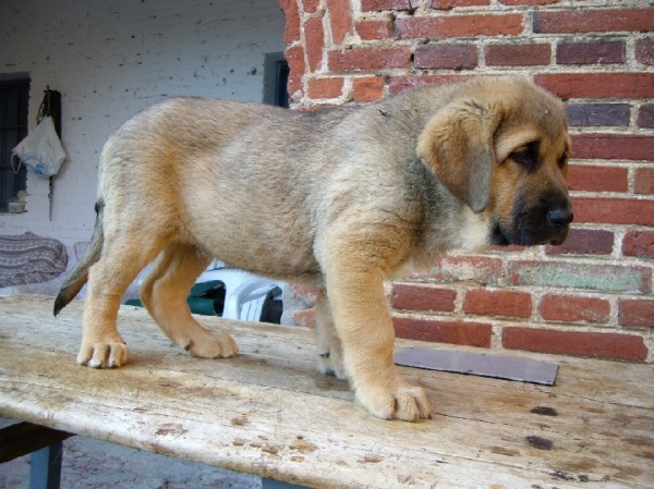 Cachorro nacida 31.05.09
Ron de Babia x Babiana de Babia
31.05.09

Keywords: molino