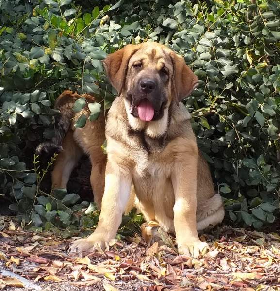 Gamora de Alto Abulagar-16 semanas
