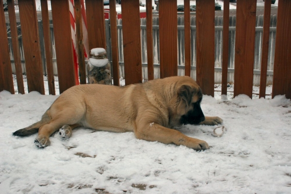 Bandera de Campollano
Love the snow
Keywords: moreno snow nieve