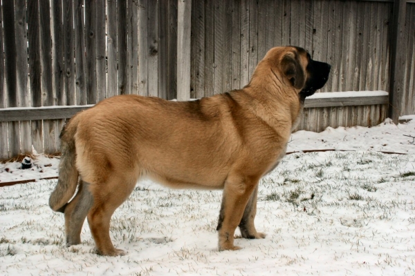 Gaggly Teenager - Bandera de Campollano, 5 1/2 months old
Keywords: moreno snow nieve