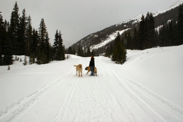 Independence Pass Snowed over - Mom, Leon and Gitana
Romulo de Campollano (Leon) and Bandera de Campollano (Gitana)

Keywords: moreno