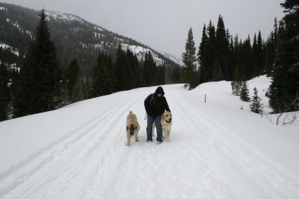 Independence Pass Snowed over - Mom, Leon and Gitana
Romulo de Campollano (Leon) and Bandera de Campollano (Gitana)

Nøkkelord: moreno