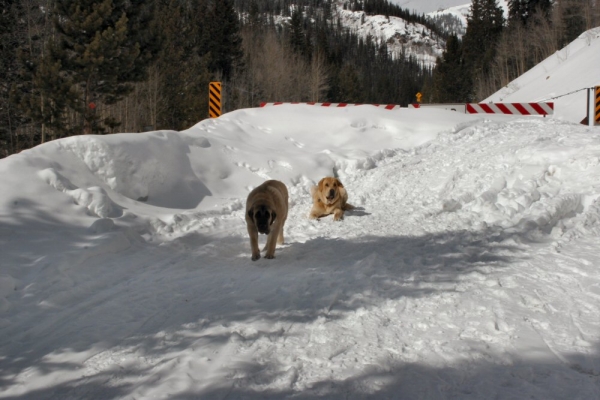 Independence Pass Snowed over
Romulo de Campollano (Leon) and Bandera de Campollano (Gitana)

Keywords: moreno