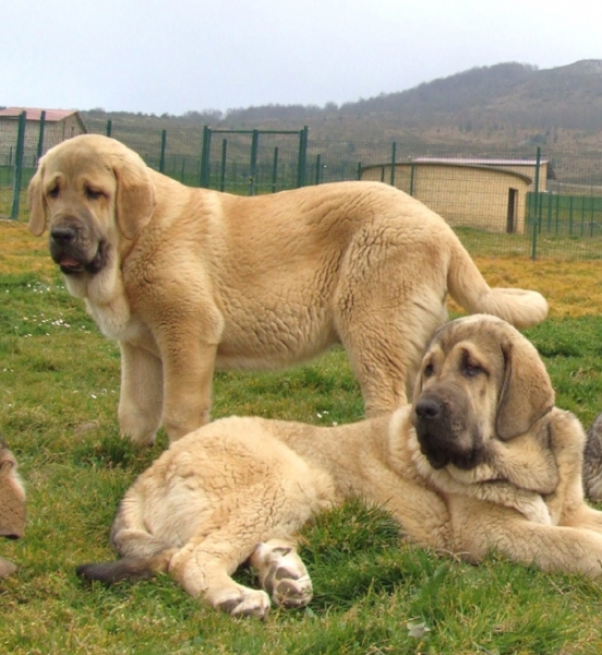 Ulises y Homero de Duelos y Quebrantos
Cachorros de Mastin Español
Keywords: dueloscachorros duelos y quebrantos