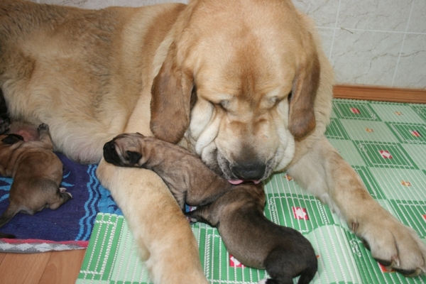 Komtesa Sofie Tornado Erben with the first litter of El Corte de Madrid/Madridsky Dvor, born 12.04.2008
Neron de Filandon  x Komtesa Sofie Tornado Erben
12.04.2008 

Keywords: puppyrussia cortedemadrid