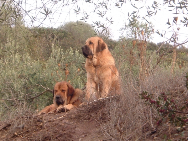 Herodes y Sancho Dancá Cotufa
