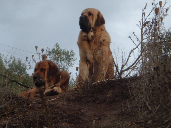 Herodes y Sancho Dancá Cotufa
