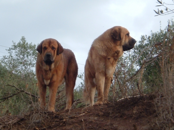 Herodes y Sancho Dancá Cotufa
