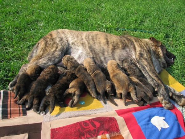 Happy mother Hessi with her puppies
Neron de Filandon x Hessi Mastibe
22.08.2008 

Keywords: puppyrussia cortedemadrid