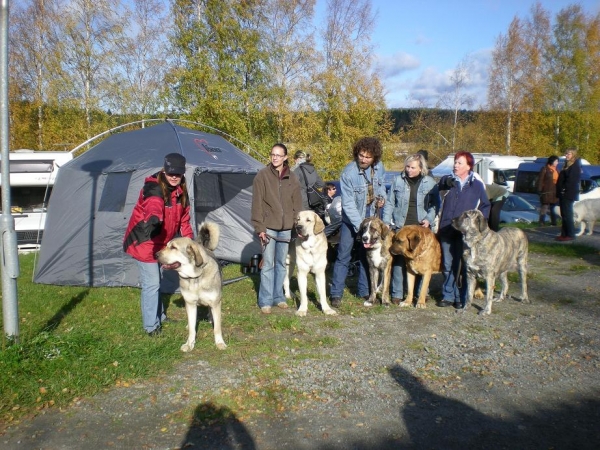 guardián del rebaño Himos-Finland
Finlandia 
estupendo perros
