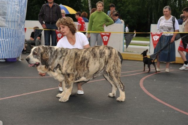 Hortensia de el Agostadero - Open class females, The Cup of Pro Pac 2009, Noginsk, 07.06.09 
Keywords: 2009 cortedemadrid